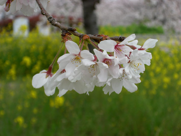 桜　２００８．４．５_d0126580_16562137.jpg