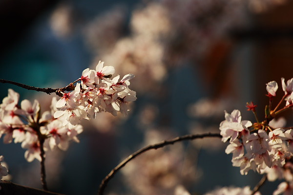 三栖公園の桜_f0146582_23195736.jpg