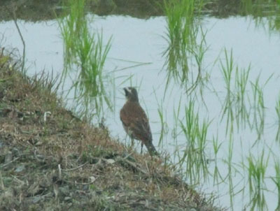 今日の鳥たち_e0028387_2225614.jpg