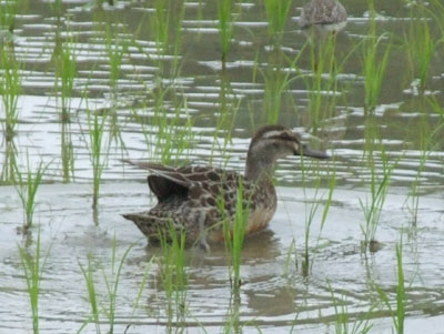 今日の鳥たち_e0028387_22265515.jpg