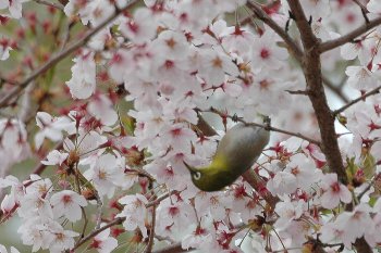 桜もそろそろ見納めですね_b0075193_1715310.jpg