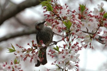 桜もそろそろ見納めですね_b0075193_1721839.jpg