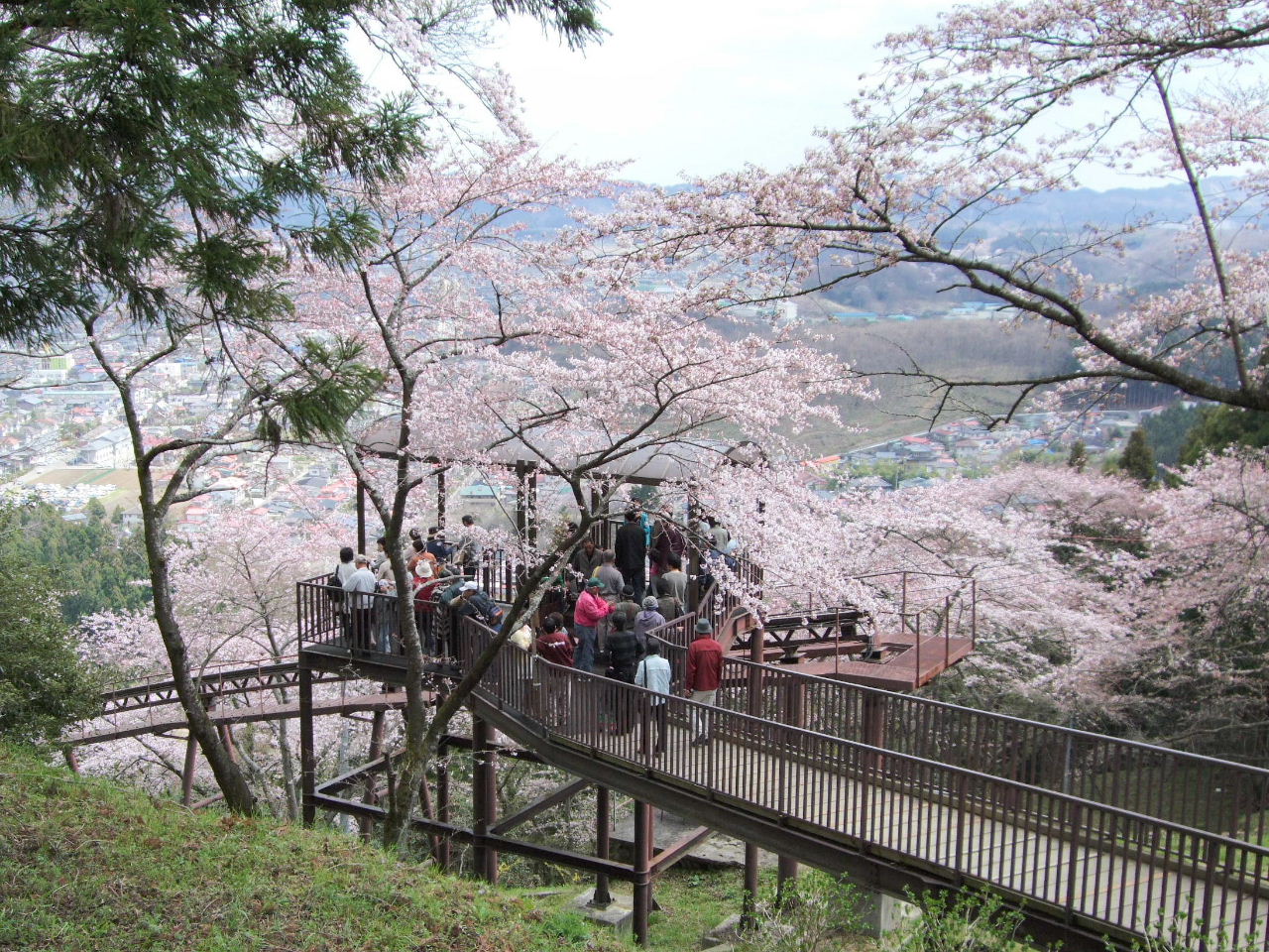 船岡城址の桜とスロープカーと観音様_f0100593_1551467.jpg
