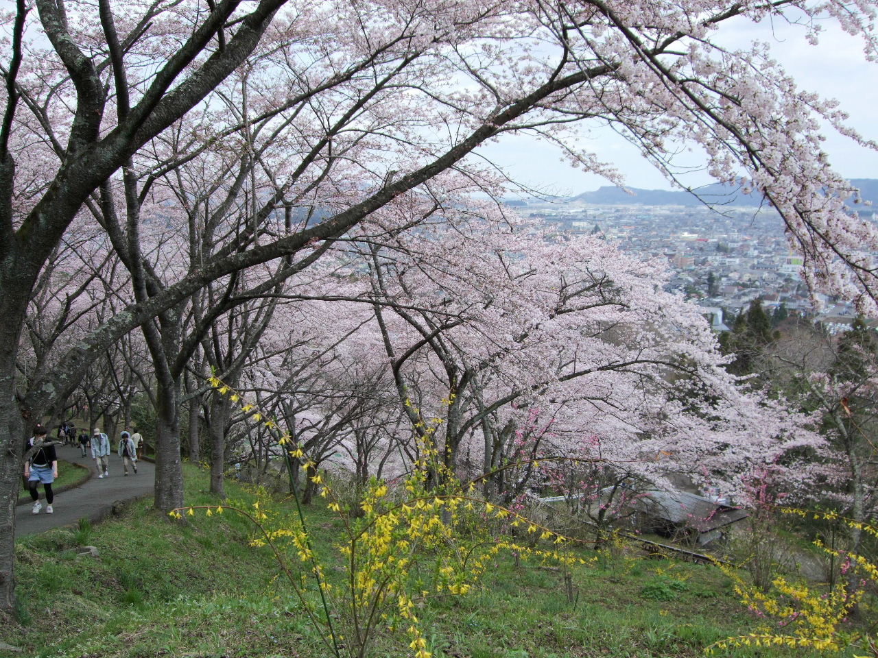 船岡城址の桜とスロープカーと観音様_f0100593_15572843.jpg