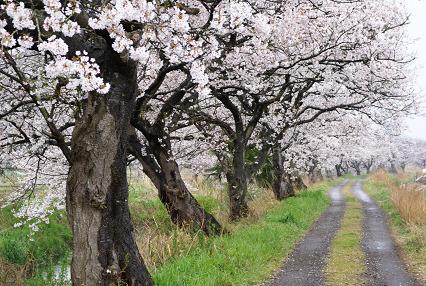 今年の今井の桜　　　_d0025894_040723.jpg