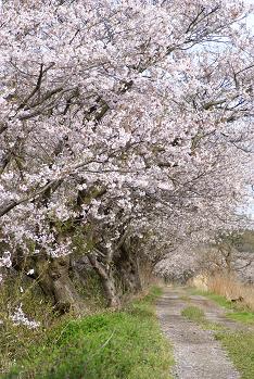 今年の今井の桜　　　_d0025894_042673.jpg