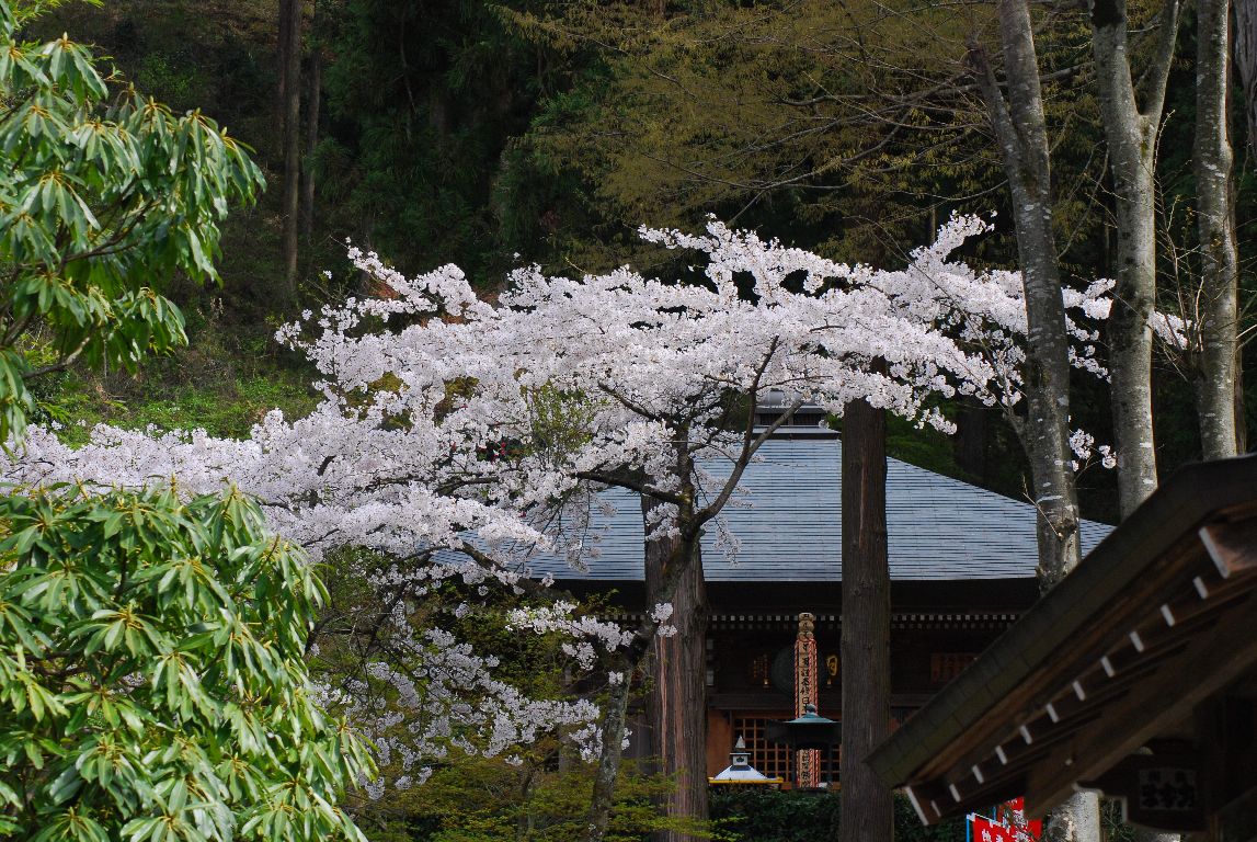 秩父札所27番大淵寺_e0124594_238388.jpg