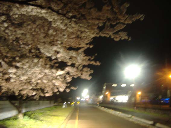 夜桜_f0082402_1712107.jpg