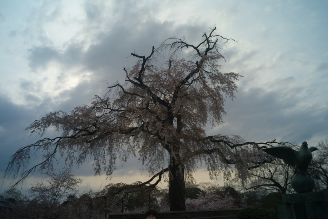 京都　－　円山公園の枝垂れ桜_c0156404_8122331.jpg