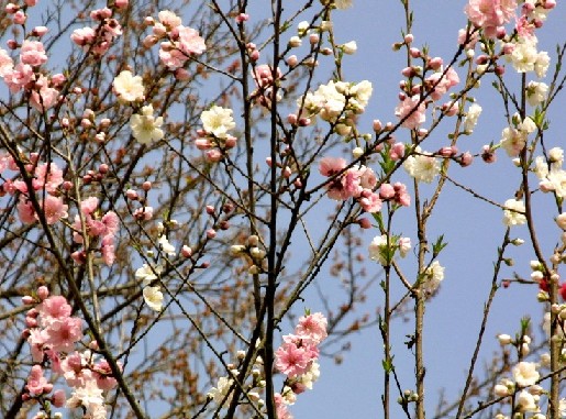 信州高遠のコヒガン桜（２）_d0140806_12302740.jpg