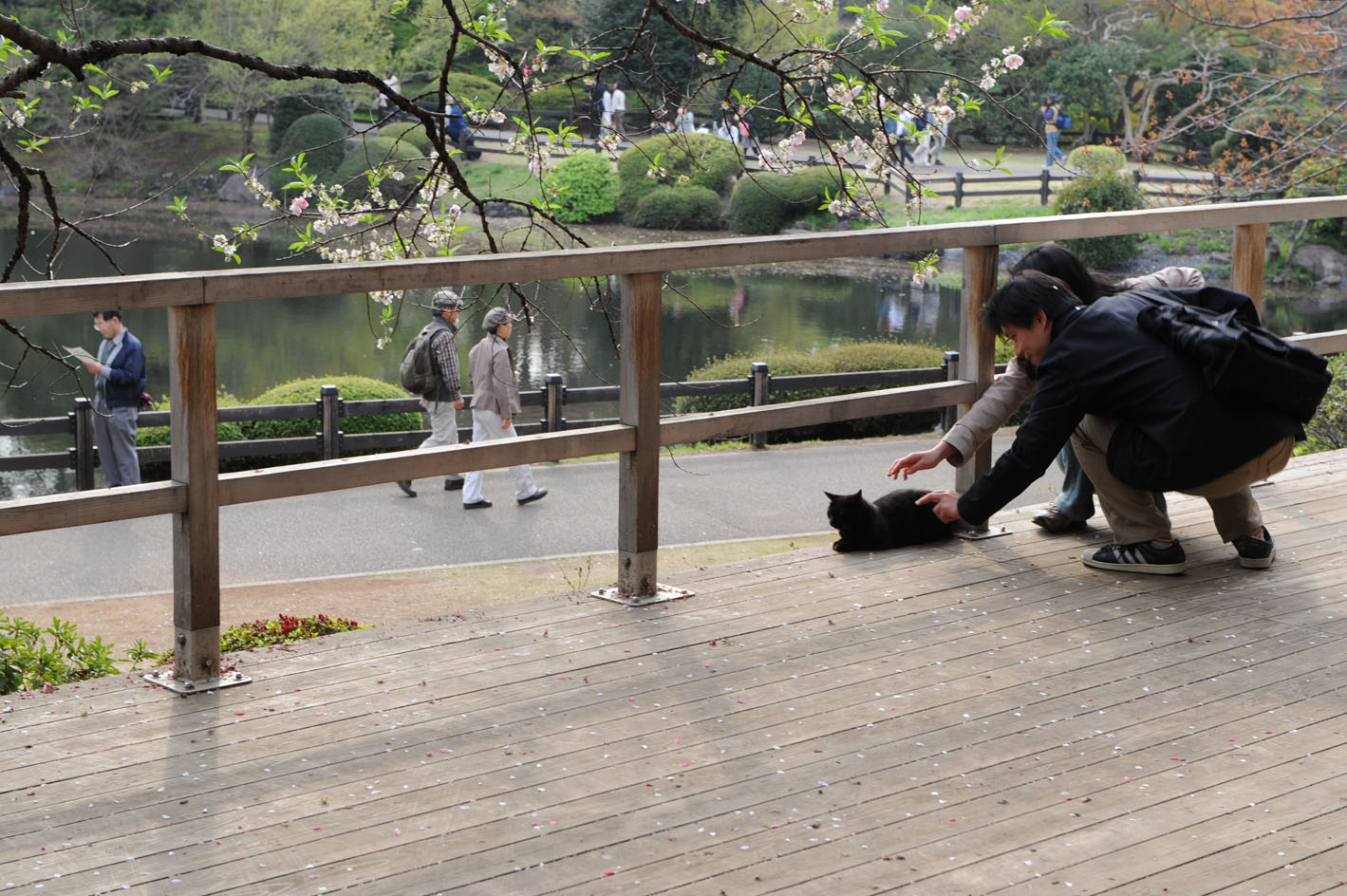 桜の季節の新宿御苑_a0094711_0242521.jpg