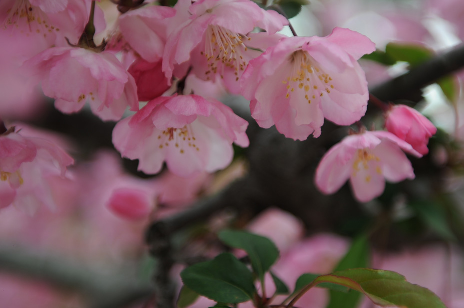 桜の季節の新宿御苑_a0094711_025533.jpg