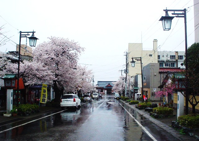 弥彦の桜_d0039111_1425113.jpg