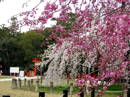 上賀茂神社1_e0048413_12252445.jpg