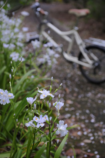 雨上がりのサイクリング_c0081920_2324169.jpg