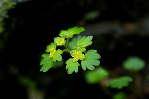 ネコノメの仲間、集合～♪２_a0040021_22423096.jpg