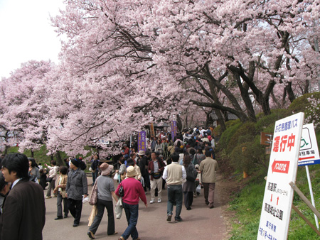 桜は見事だったが････_d0004426_1654199.jpg