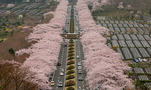 富士霊園の桜_c0151731_2218378.jpg