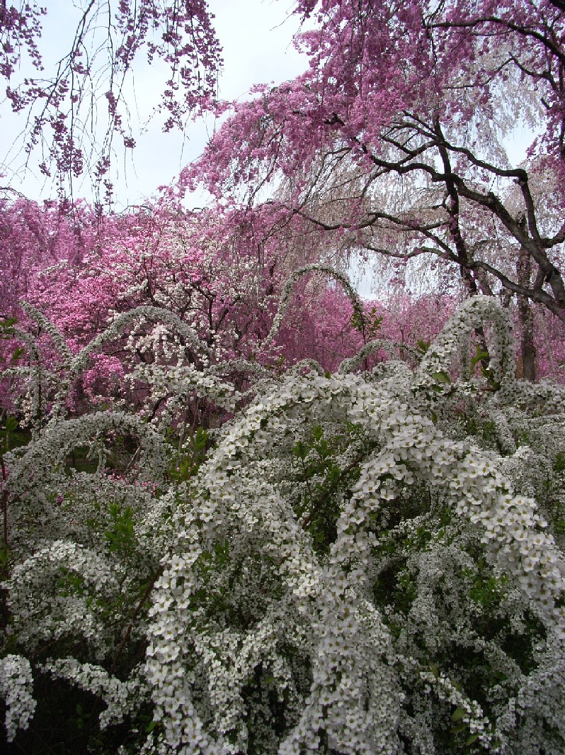 京都桜散歩　　　＋原谷苑＋_a0082536_18232569.jpg