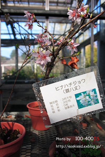 《花》　桜（雛八丈）　18-55mm（植物振興センター）_c0080036_024471.jpg