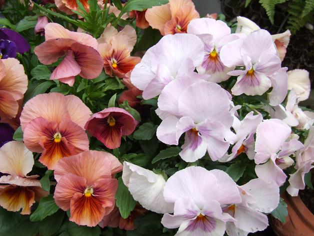 青い花瓶のパンジー～水彩画～ : 油絵画家、永月水人のArt