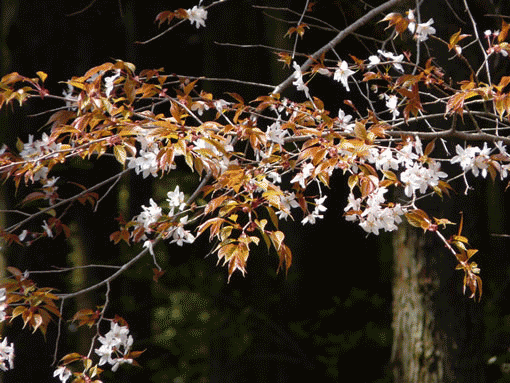 a0056140_23362457.gif
