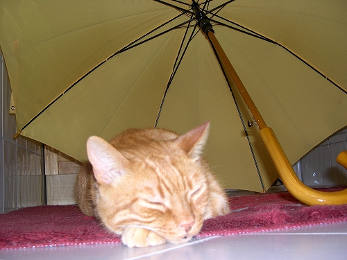 雨雨降れ降れかあさんが 蛇の目でお迎えうれしいな エルザのお部屋 Willkommen Bei Meinem Blog