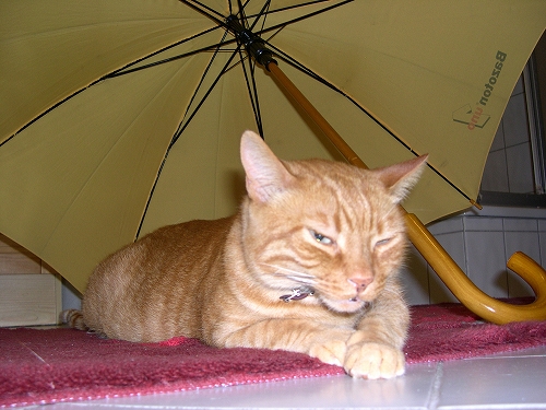 雨雨降れ降れかあさんが 蛇の目でお迎えうれしいな エルザのお部屋 Willkommen Bei Meinem Blog