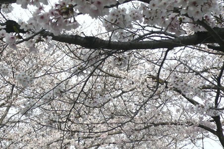 桜が満開　_c0038742_1650549.jpg