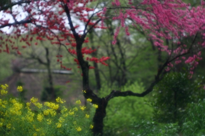 鮮やかに民家園…_f0035343_187954.jpg