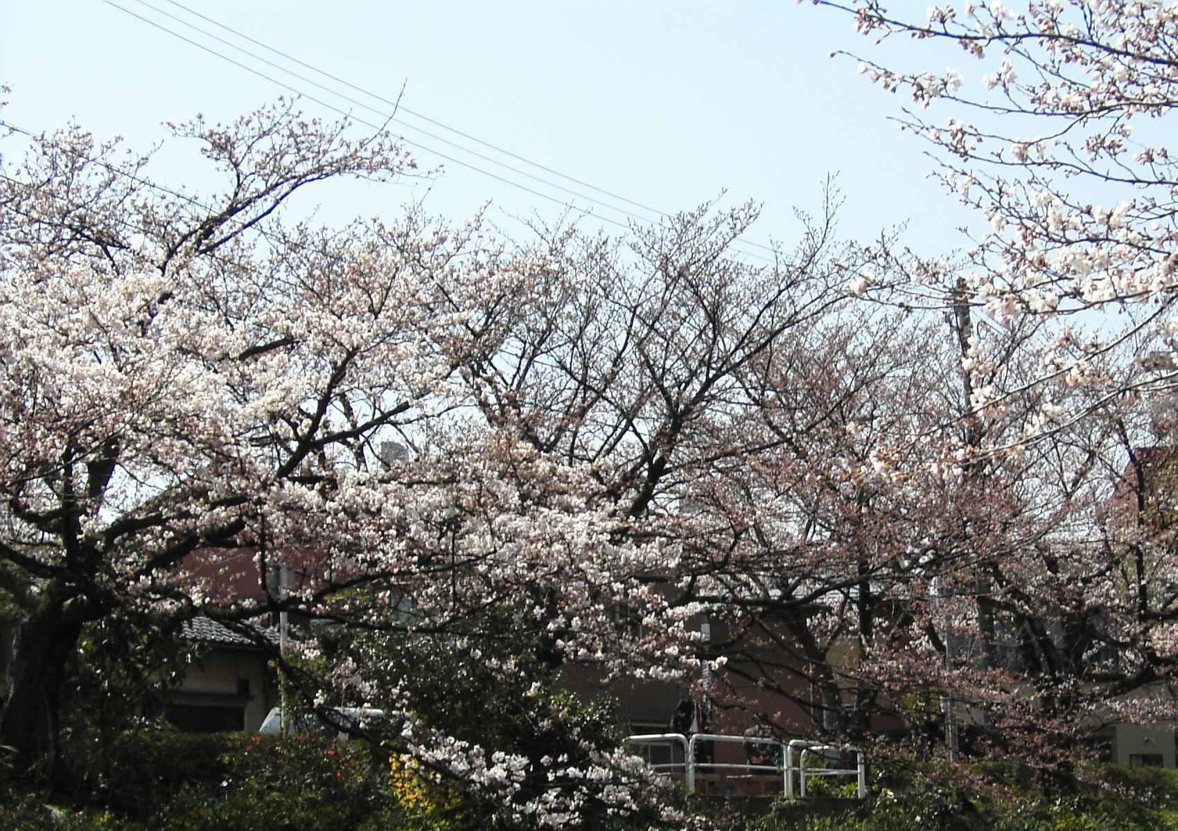 ＥＴＣ桜_c0026846_15501099.jpg