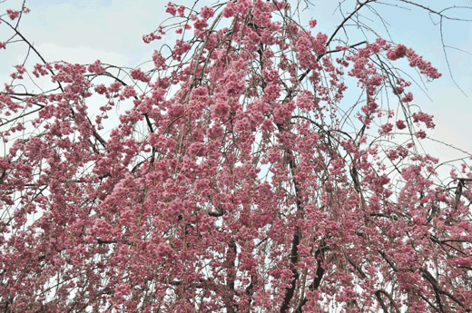 兼六園の桜(2)_c0093046_7291868.gif