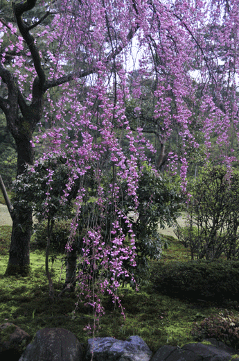 兼六園の桜(2)_c0093046_7294376.gif