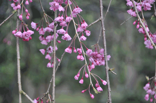 兼六園の桜(2)_c0093046_730253.gif