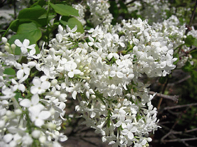 f0031546_17211118.gif