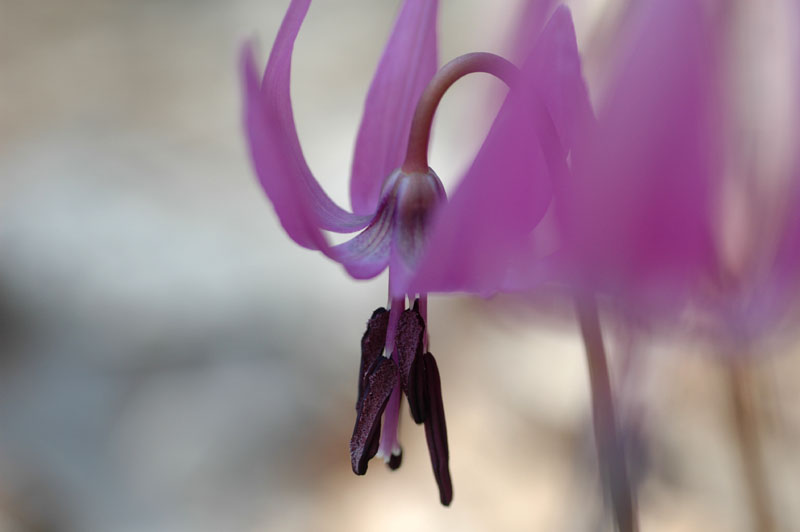 お花見ピクニック、春蘭群生地伐採_c0077847_1542421.jpg