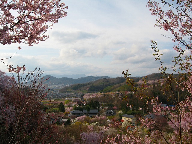 花見山。。。_b0059150_11185258.jpg