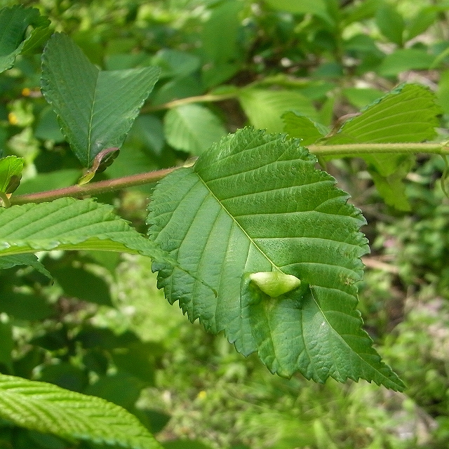 c0142963_21434861.jpg