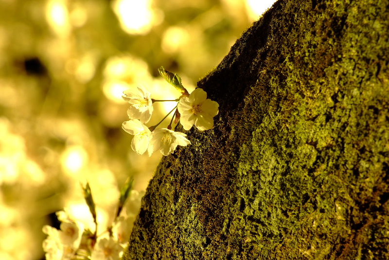 ＷＢ：色温度設定　夜桜（茨城県三の丸庁舎前②）_f0119863_1554429.jpg