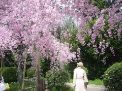 京都で桜見は最高じゃ。_c0001269_22555812.jpg