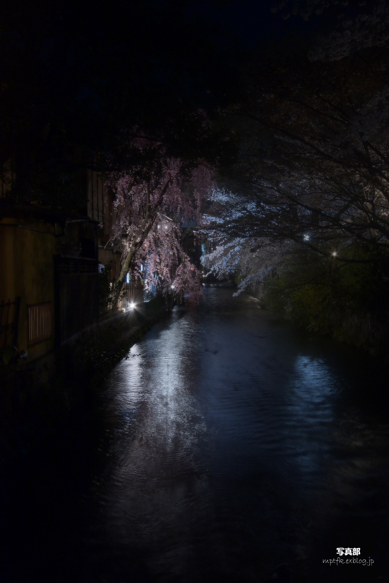 京都　祇園　白川　枝垂れ桜_f0021869_002963.jpg