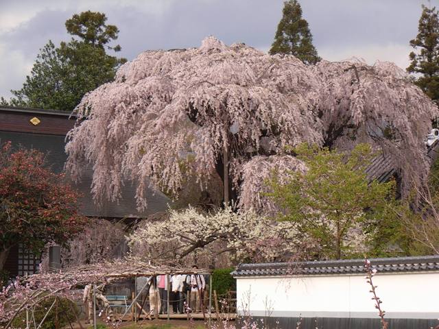 慈雲寺のイトザクラ_c0116370_117175.jpg