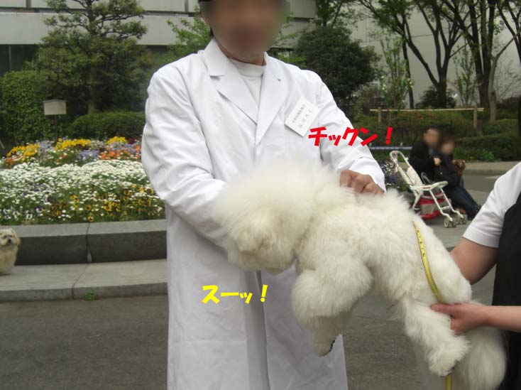 トリミング&狂犬病予防接種_b0060071_211296.jpg