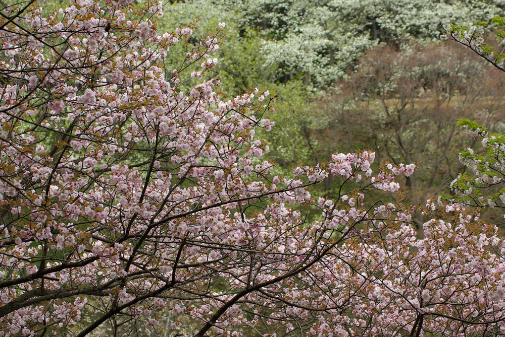 多摩森林科学園の桜･･･（２）_e0110874_21122168.jpg