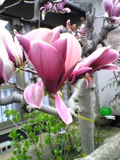 e0046477_1142718.jpg