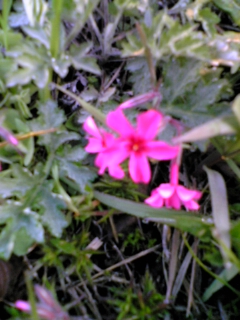 e0046477_1147410.jpg