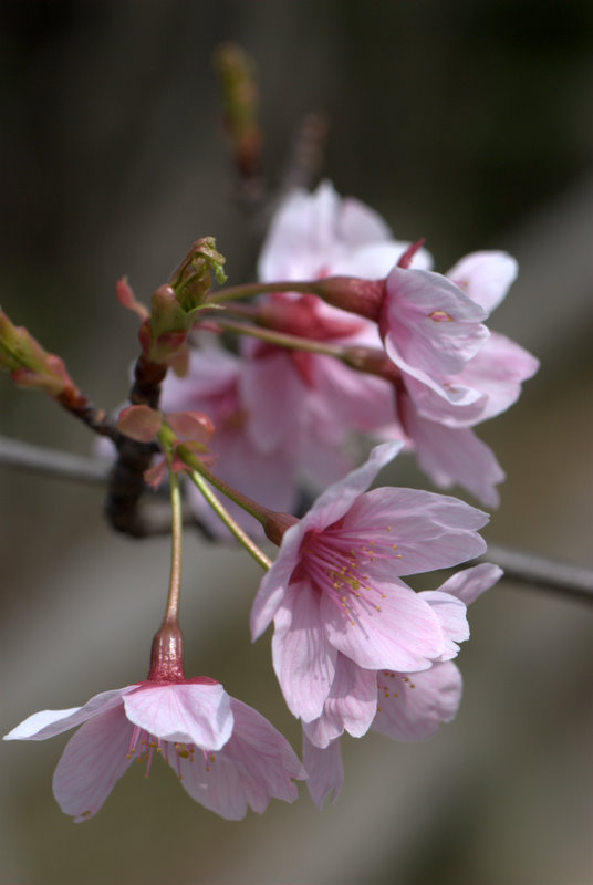 ちりゆく桜。。。。_a0105281_21124777.jpg