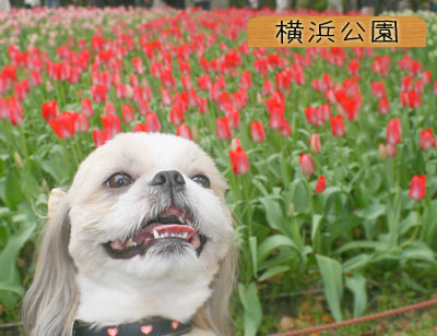2008年4月１２日 横浜公園～赤れんが倉庫_b0024183_20565543.jpg