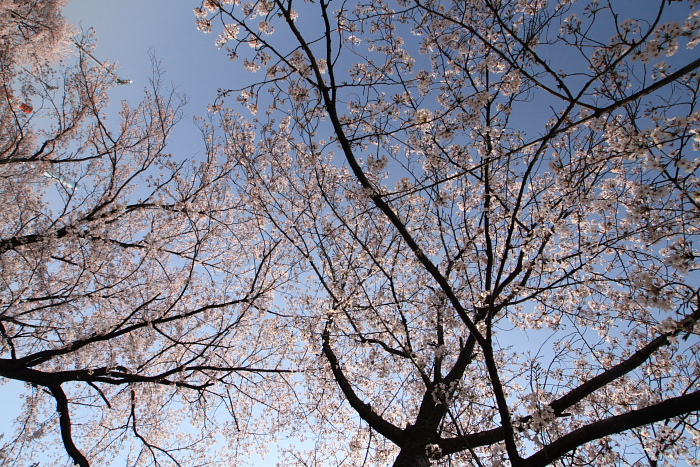 sakura　～　桜　～_c0159490_742439.jpg