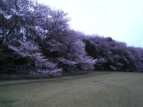 お花見2008 第四弾_b0129897_19493966.jpg